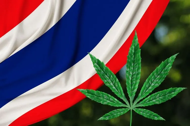 Thailand legalizes cannabis