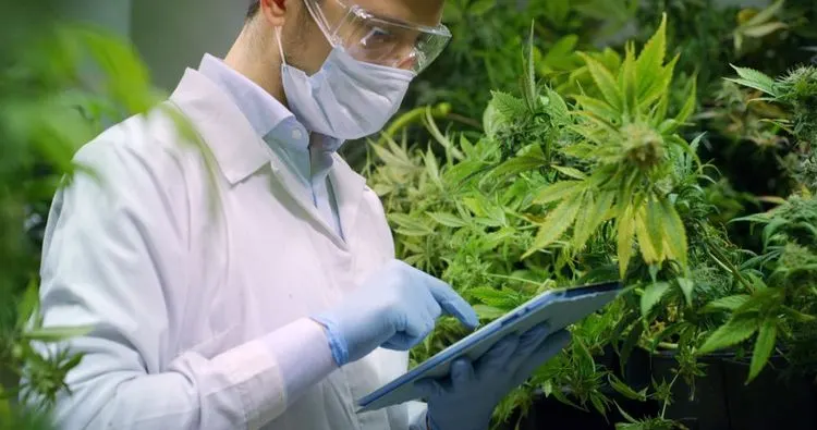 Cooperation for cannabis research