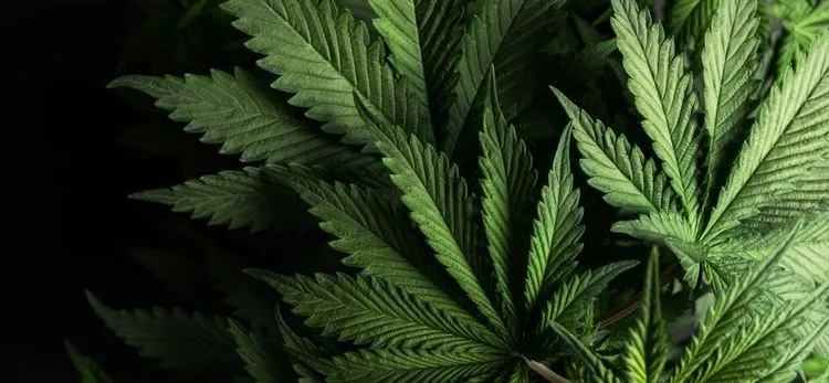 Chicagos dispensaries team up in newly found labour union