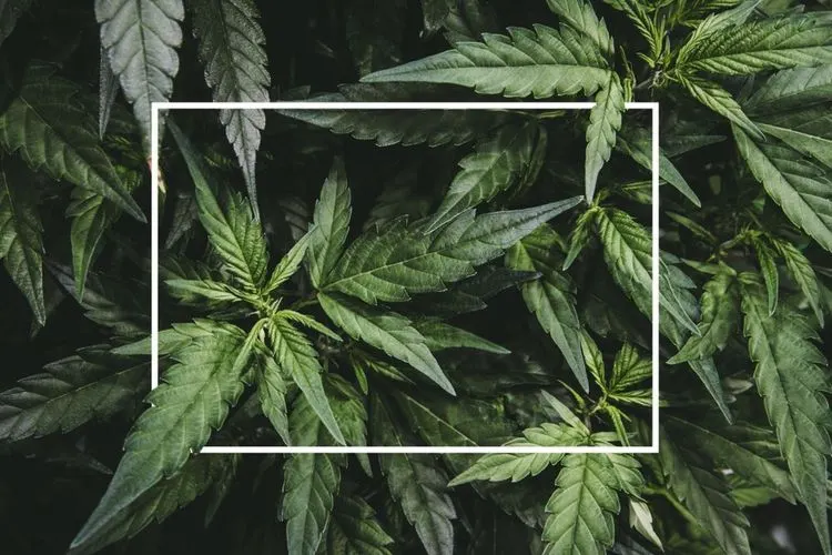 GOP Lawmakers want to further decriminalize Marihuana