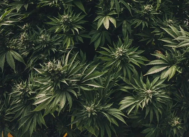 Cannabis is coming to California State Fair 2022