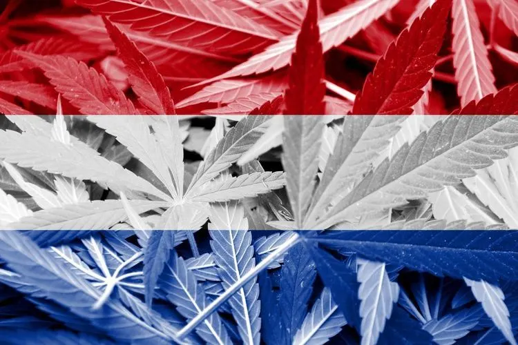 Dutch government fails at allowing cannabis cultivation