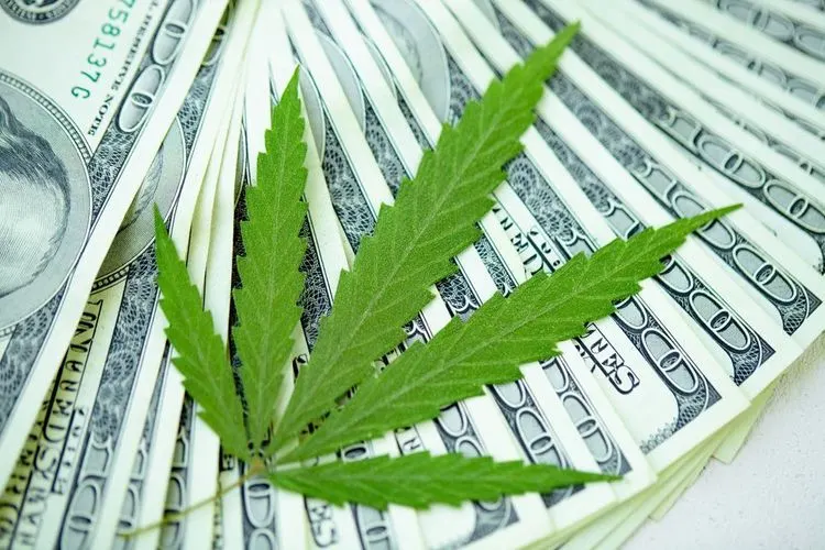 Study shows high tax revenue from legal cannabis sales