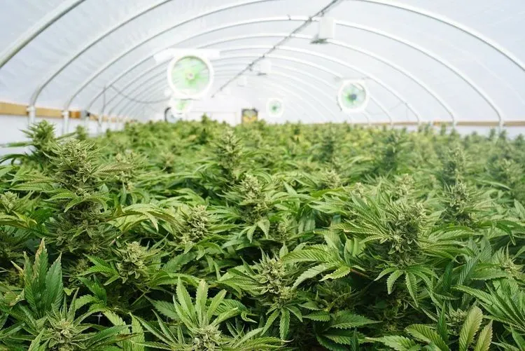 Michigan marijuana authorities are recalling cannabis products from stores