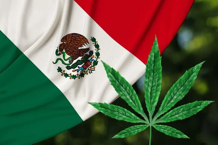 A Mexican university now offers a cannabis diploma