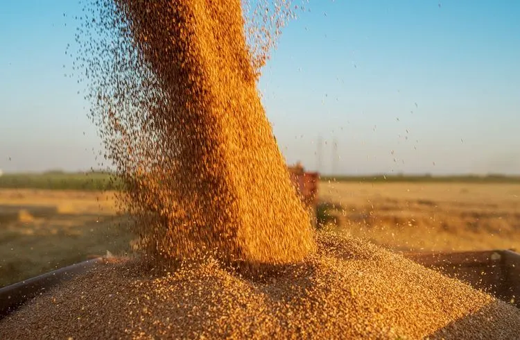 Drought forces Kansas farmers to abandon wheat fields