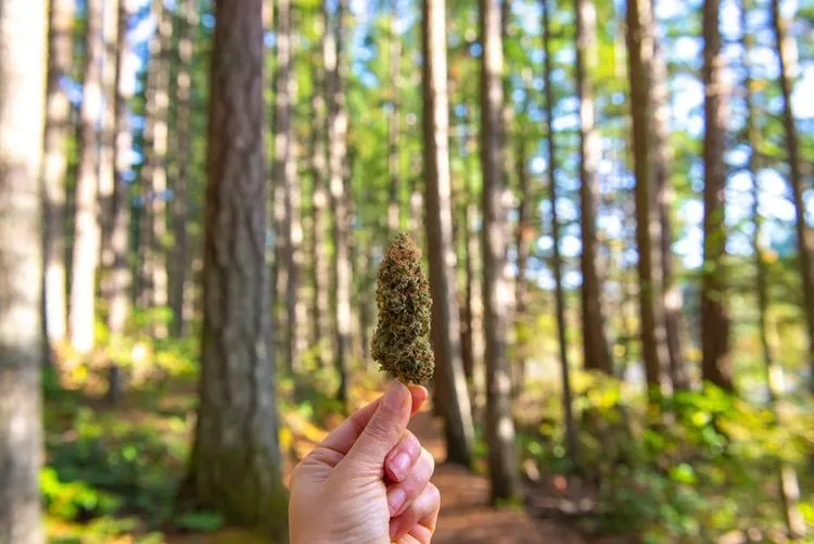 Vancouver aims to reduce cannabis retail fees