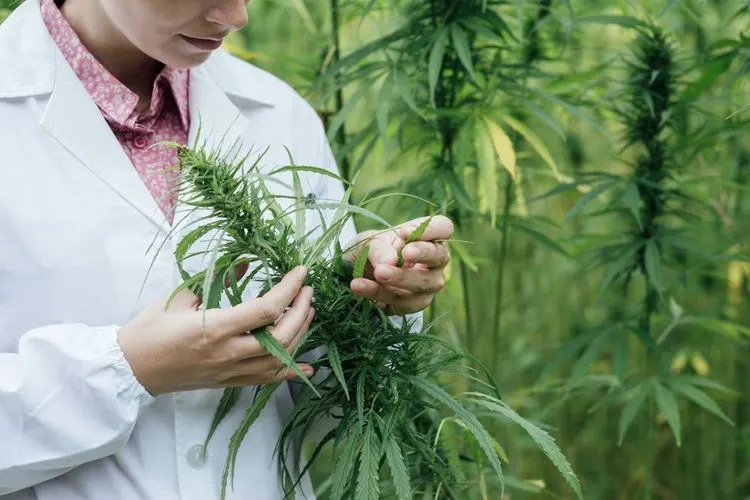 Michigan laboratory sues marijuana regulator