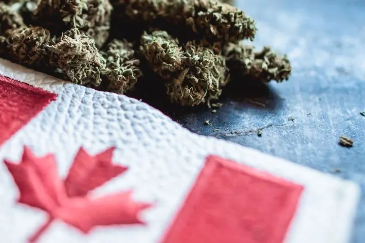 Here are the best performing cannabis stocks of 2021