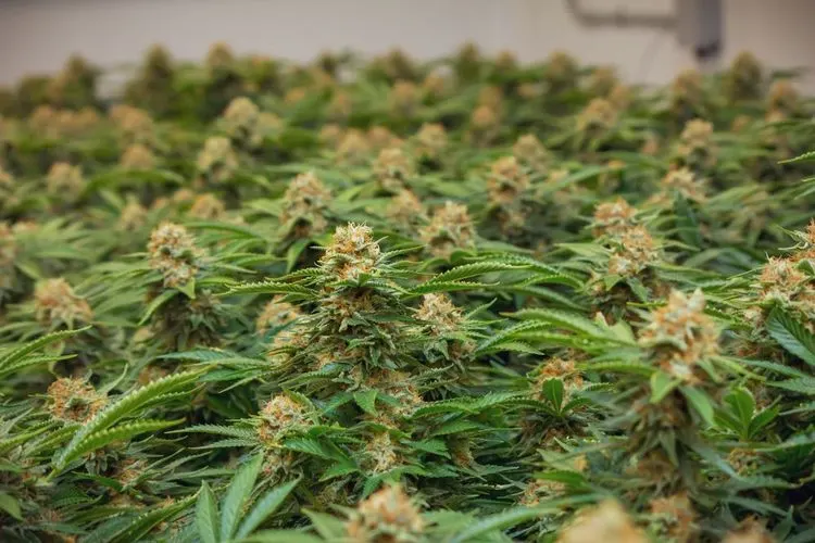 Cannabis was staple food in ancient China
