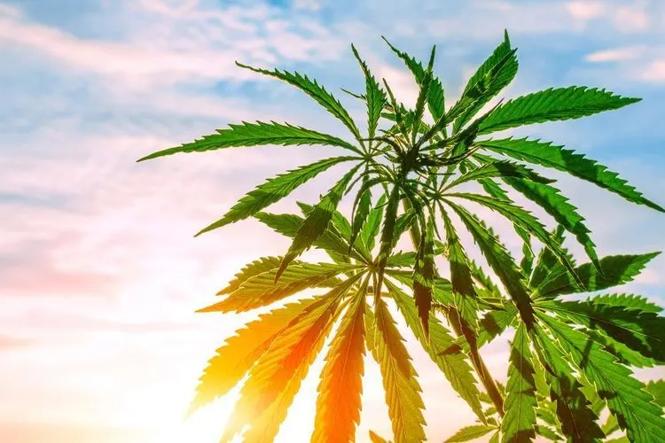 Corruption Case rocks the Californian Cannabis industry