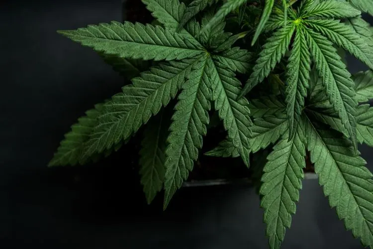 Alcanna Inc. changes hands