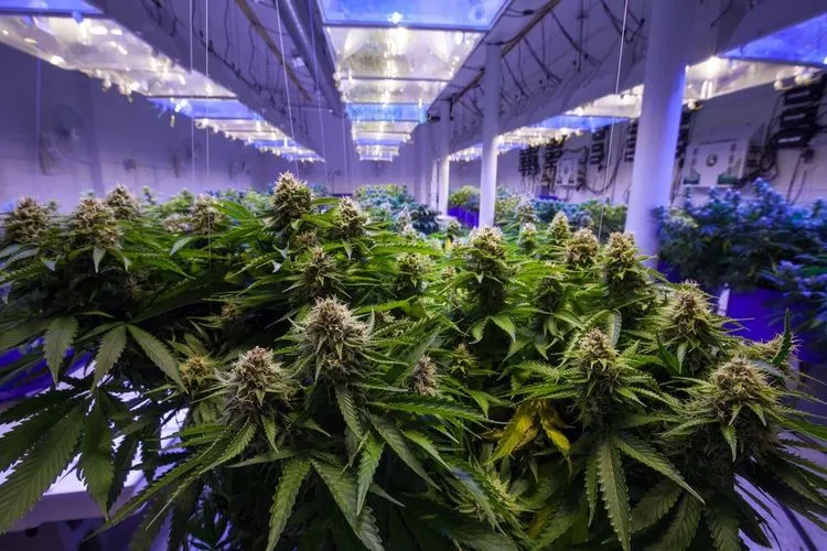 Cannabis seizures have decreased dramatically