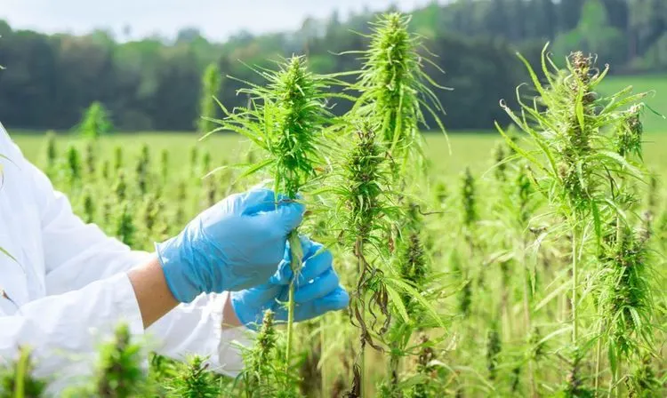 Flower industry in Ecuador shifts to Cannabis