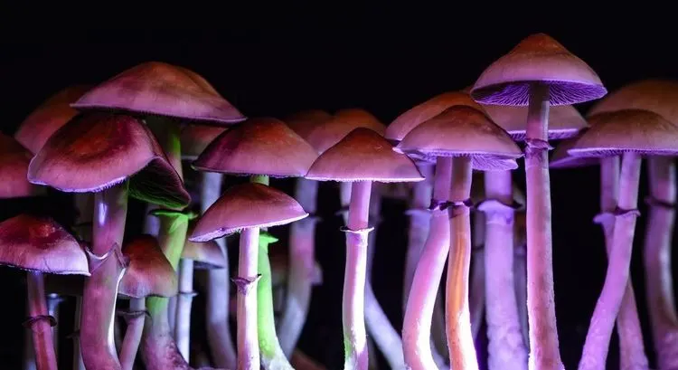 Everybody is talking about the Shroom Boom