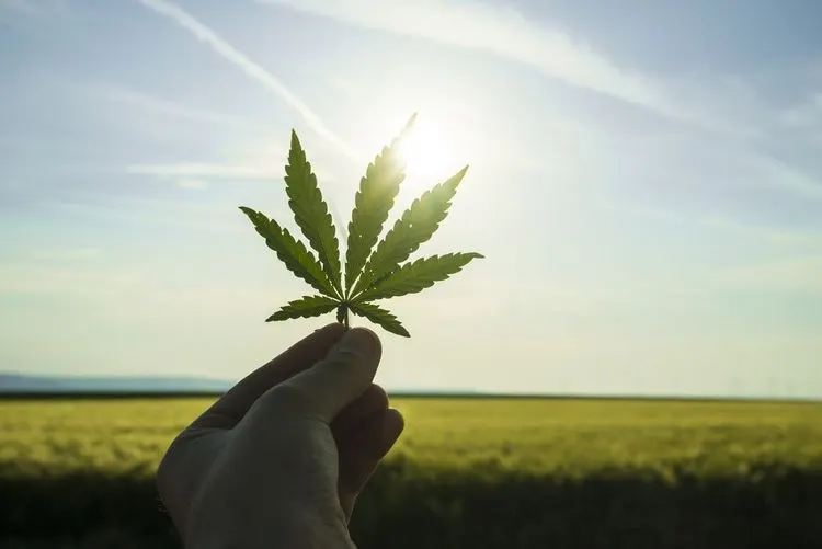 Cannabis sales down 3% in Michigan