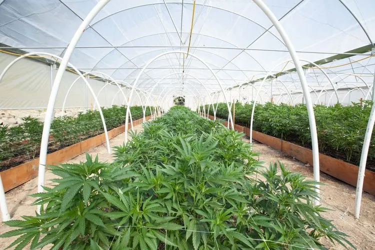 Halo Collective Inc. Acquires Pistil Point Indoor Facility