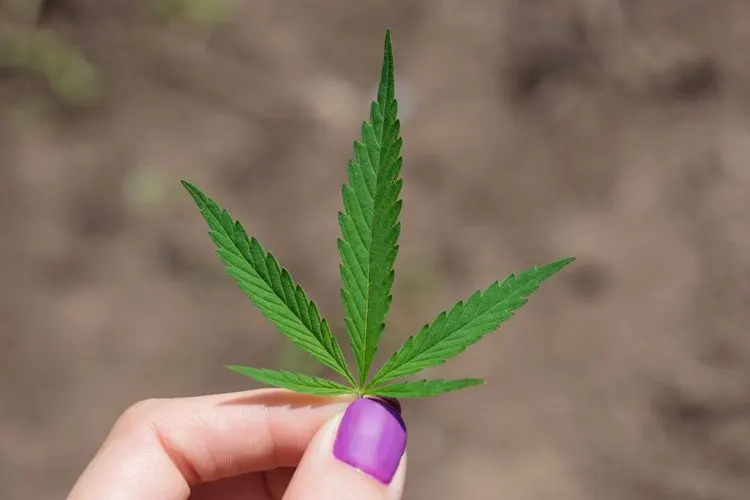 Oregon regulates cannabis industry
