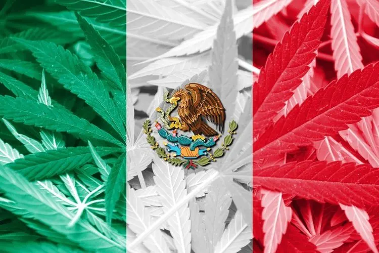 Mexico on the verge to becoming the world´s largest cannabis producer