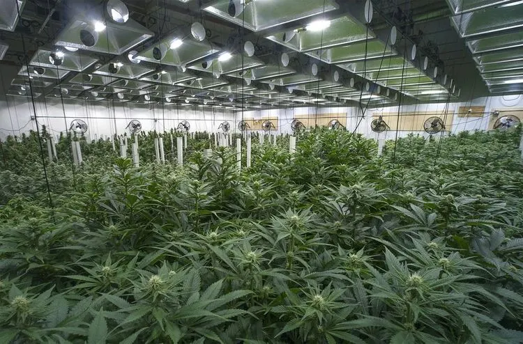 Shares of German cannabis companies rise after approval of legalization