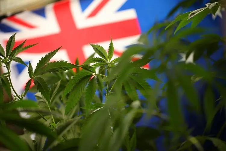Hemp looks back at a long history in Australia