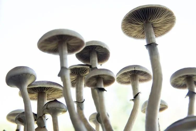 Here are three psychedelics stocks you should watch
