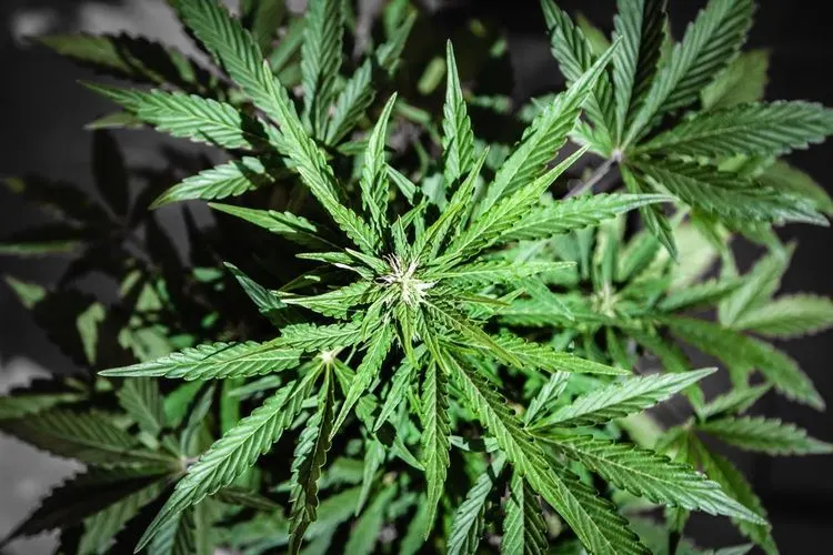Legal cannabis sales will reach record numbers this year
