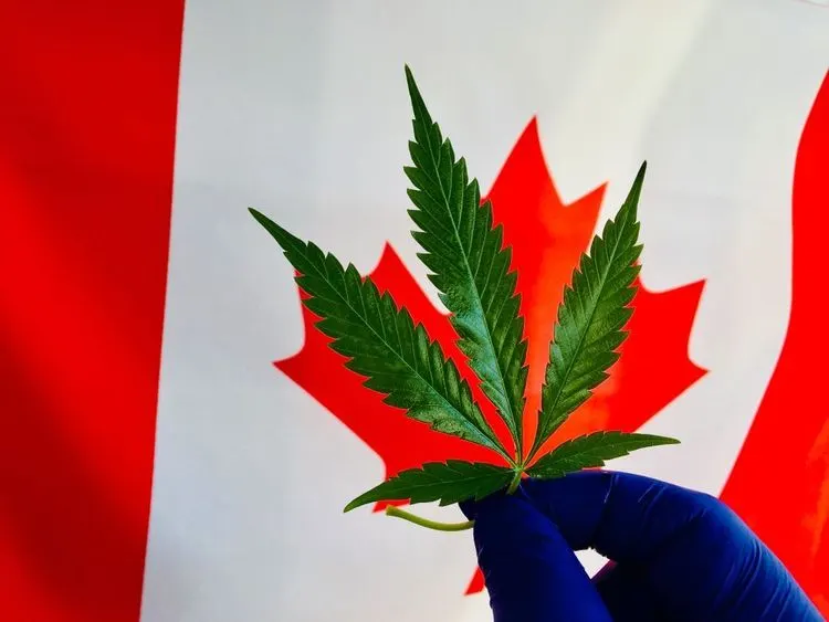 Aurora Cannabis aims to further reduce costs on the path to profitability