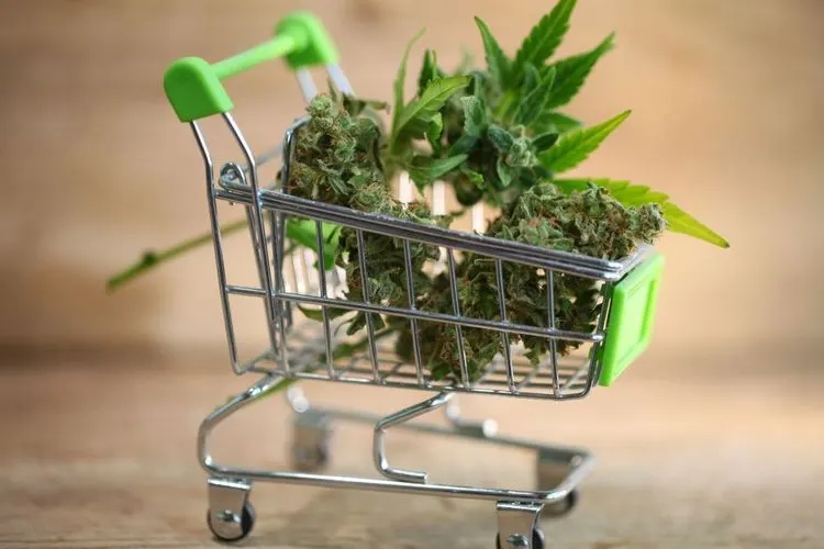Halloween: Spending more on cannabis than candy