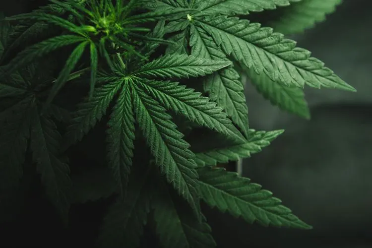 Hexo launches new CBD beverages in Colorado