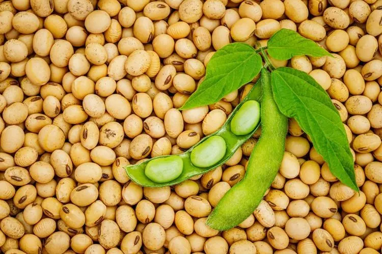 Soybean output in Latin America set to rise