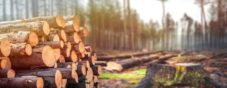 Lumber Price bubble is about to burst